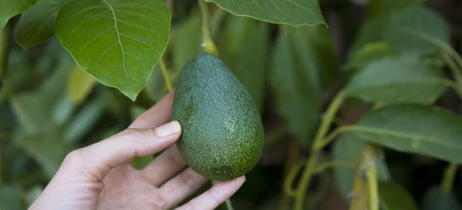A female hand picking a ripe avocado from a tree. 