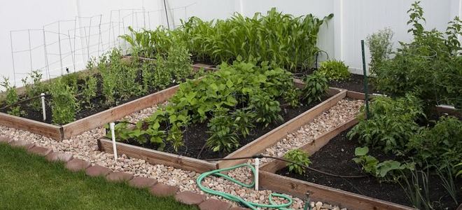 A backyard with a series of garden beds surrounded by edging.