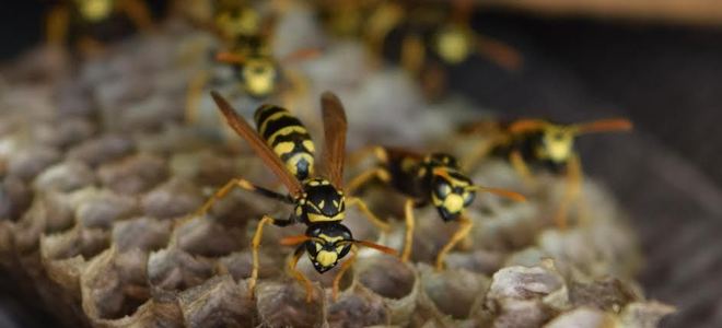 Wasps on a wasp nest.