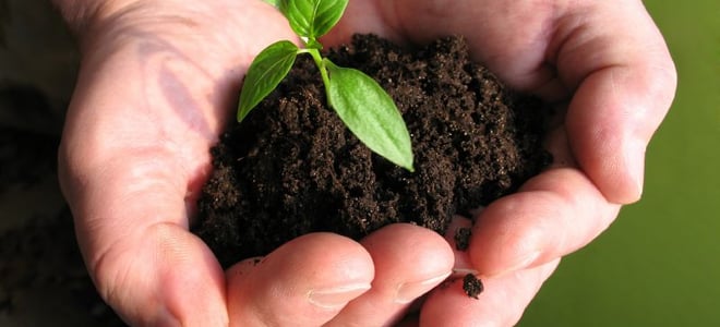 soil and small plant in cupped hands