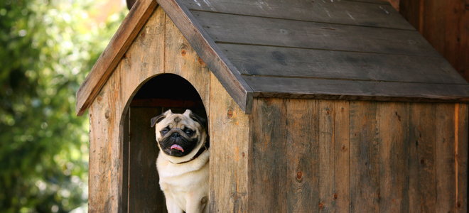 A Look at Heated Dog Houses - Whole Dog Journal