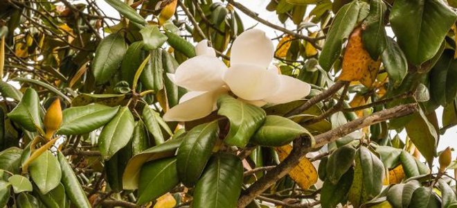 Los árboles maduros son un gran activo para el paisaje del hogar y ayudan a que nuestros árboles de sombra perenne n