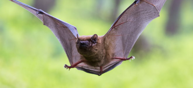 A bat flying in the air.