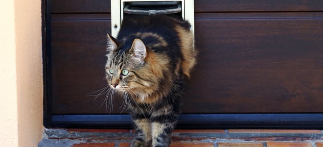 A pet climbs out of a pet door.