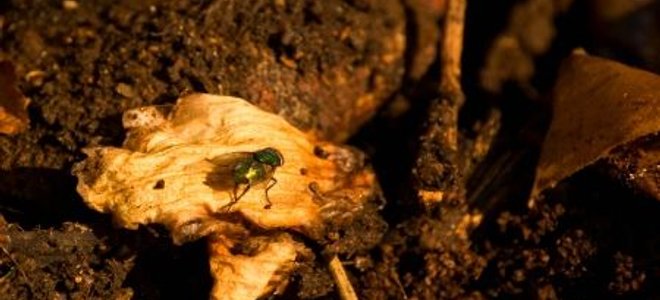 A fly sitting on a decomposing rind in a vermicompost pile.