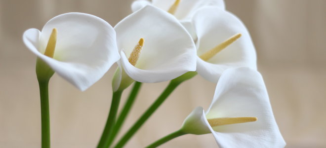 A boquet of peace lilies. 