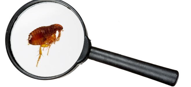 flea under a magnifying glass
