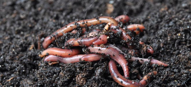 worms in dirt