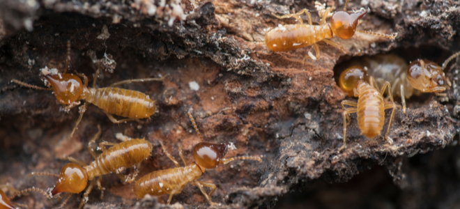 How To Eliminate Termites In Soil