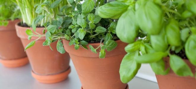 A row of houseplants.