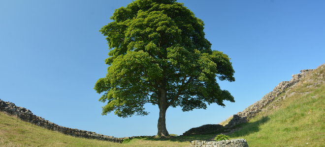 A sycamore tree.