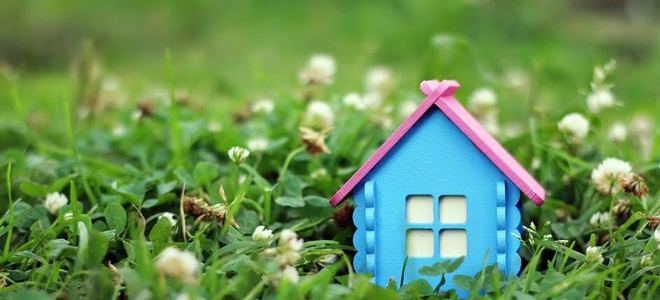 a tiny blue hours in the grass