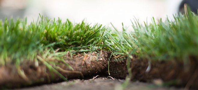 Small patches of sod laid to create a vibrant new yard.