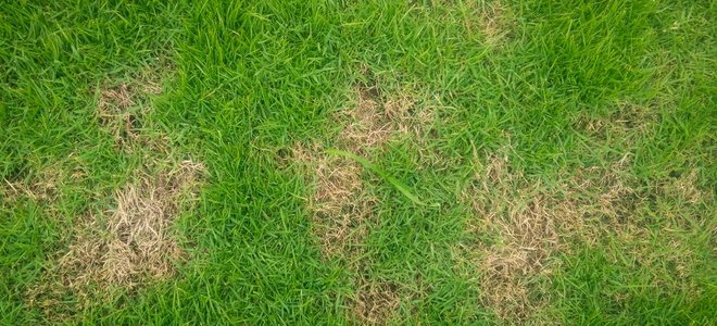 A patch of lawn with brown spots in it.