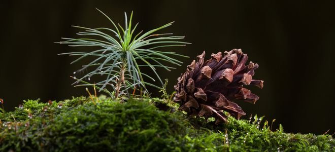 How to grow trees from pine cones