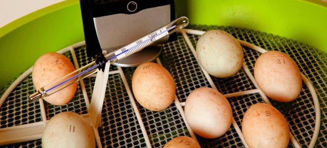 Urban Backyards Chickens
