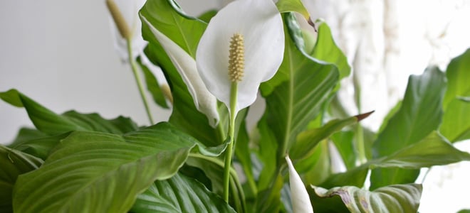 A peace lily plant in a home. 