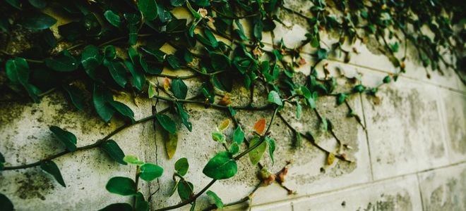 concrete wall with creeping vines