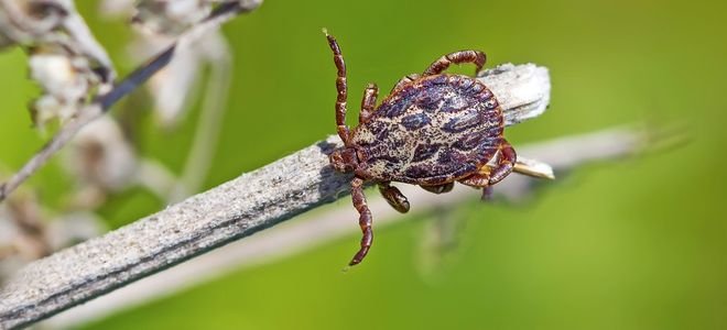 tick on a dry branch