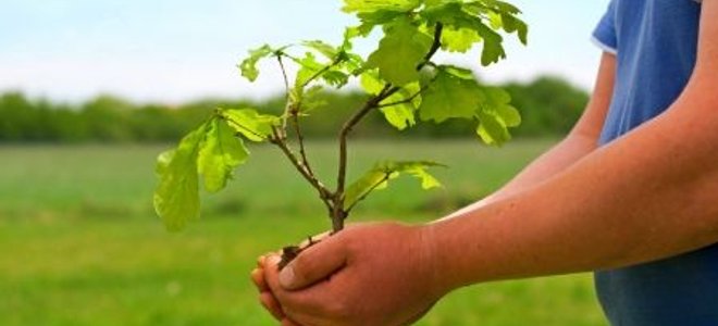 An oak tree sapling in hand, ready for transplant.