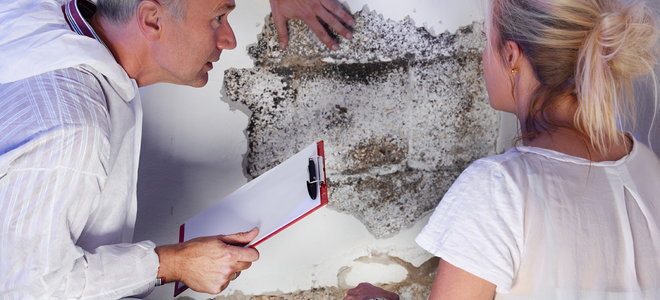 people discussing a mold problem