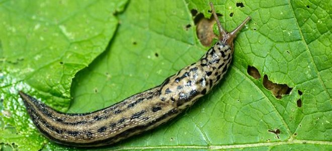 Schnecke auf grünen Blättern