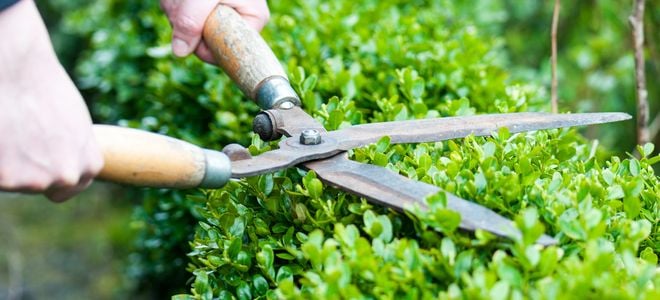 hands trimming bush with large clippers