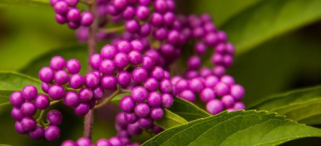 bright purple beautyberries