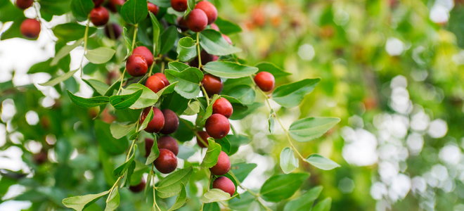 red berries on jujube tree