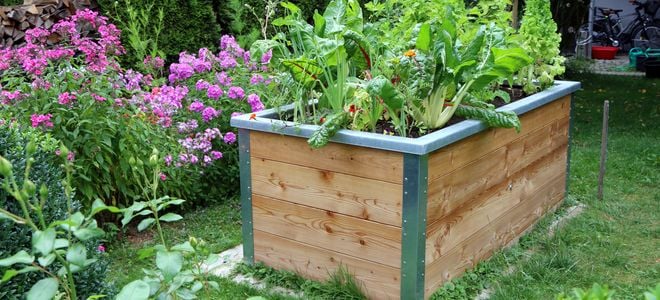 large raised garden bed with growing vegetables