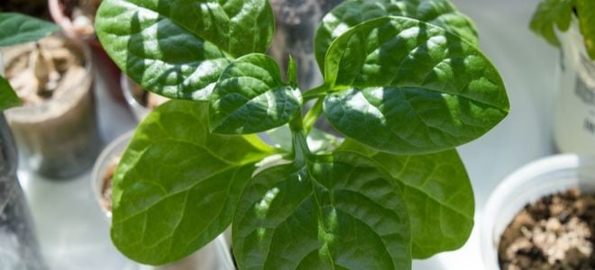 spinach growing indoors