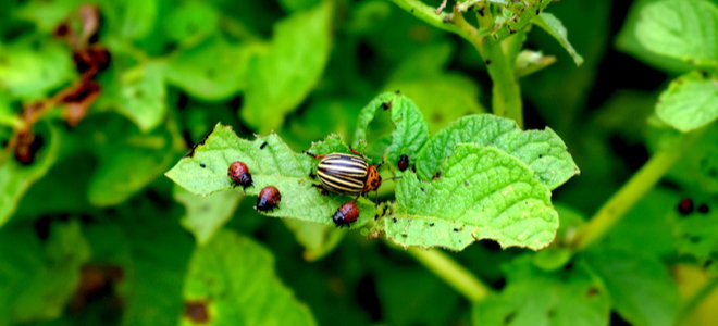 potato bugs eating a plant leaf