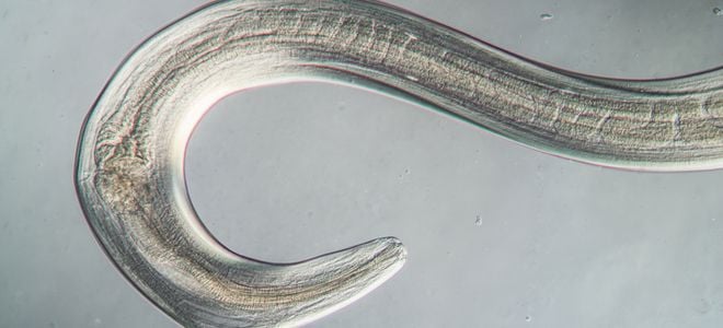 microscopic nematode worm