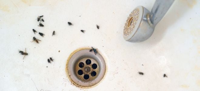 Large Black Flies Suddenly Appearing In Bathroom