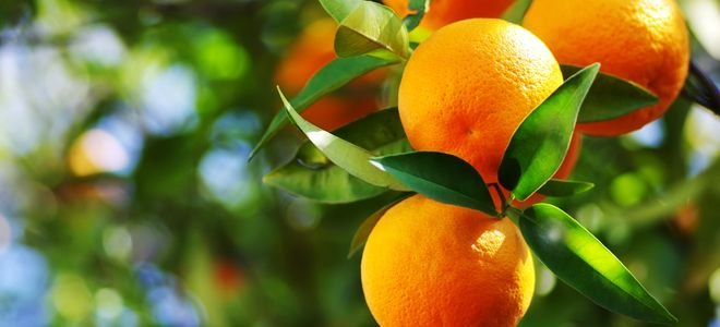 oranges growing on a tree