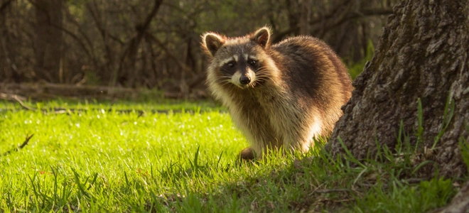 raccoon in golden light on grass next to a tree