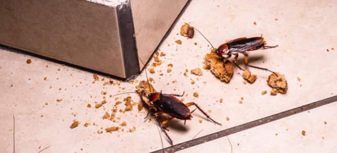 roaches eating cookie crumbs on a floor