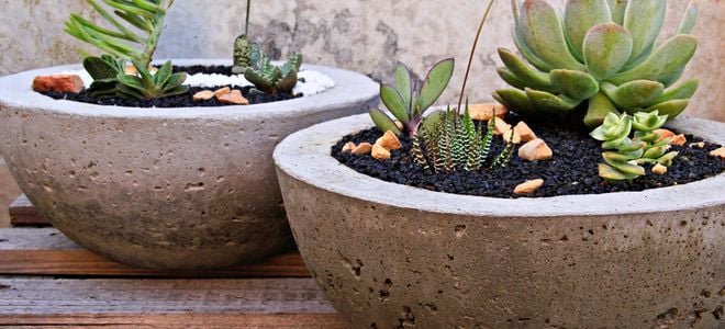 curved cement planters with small cacti plants