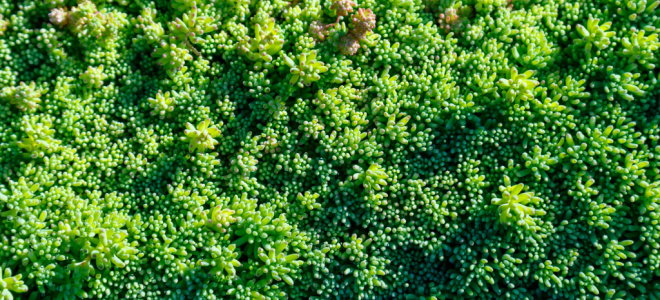 succulent groundcover