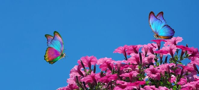 beautiful blue butterflies landing on pink petunias