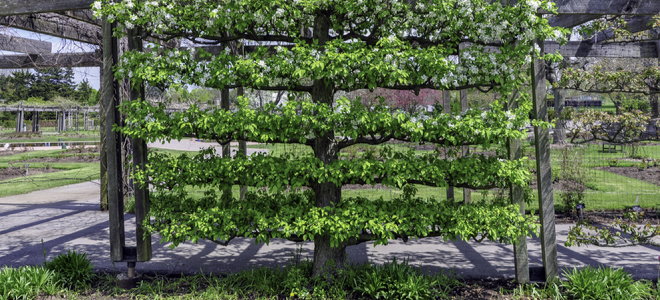flourishing espalier tree garden wall with many layers