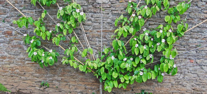 fan shaped espalier tree against a stone garden wall