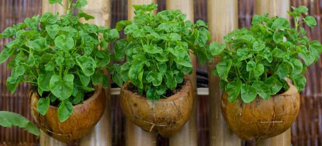 three wall mounted planters with herbs