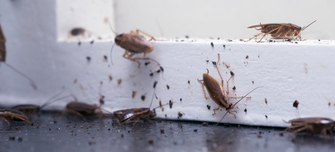 roaches on a window frame