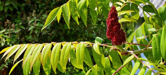 sumac plant with red flower