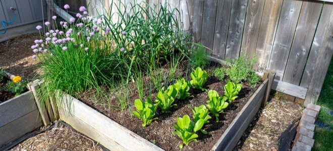 garden box with vegetables