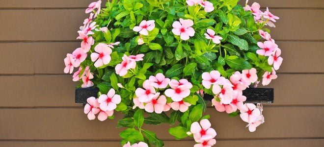 A shelf outside with pink impatiens