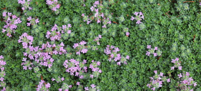 thyme plant with purple flowers