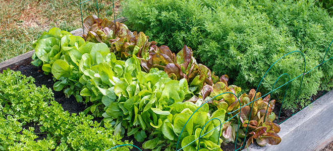 A raised garden bed with green vegetables like lettuce
