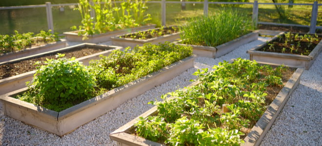 kitchen garden with herbs and vegetables in raised rectangular beds